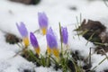 Crocus in the snow-covered garden, snowdrop flower Royalty Free Stock Photo