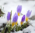 Crocus in the snow covered garden, snowdrop flower Royalty Free Stock Photo