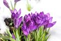 Crocus in the snow Royalty Free Stock Photo