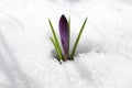 Crocus in the snow Royalty Free Stock Photo