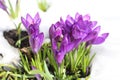 Crocus in the snow Royalty Free Stock Photo