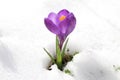 Crocus in the snow Royalty Free Stock Photo