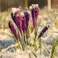 Crocus in the snow