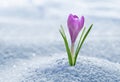 Crocus in snow Royalty Free Stock Photo