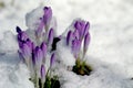 Crocus in the snow (spring) Royalty Free Stock Photo