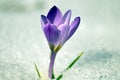 Crocus in the snow spring