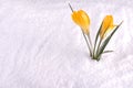 Crocus in Snow Yellow Royalty Free Stock Photo