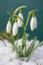 Crocus-snowdrops