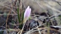 Crocus with soft purple petals and green leaves Royalty Free Stock Photo