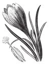 Crocus or Crocus sp. vintage engraving Royalty Free Stock Photo