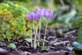 Crocus speciosus autumn blue purple flowering plant with orange yellow center, Biebersteins crocus flowers in bloom