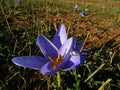 Crocus speciosus flower , autumn beauty