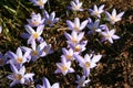 Crocus speciosus. Saffron on a background of dry leaves Royalty Free Stock Photo