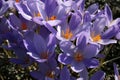 Crocus speciosus.Saffron. Floral violet background. Royalty Free Stock Photo
