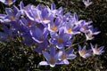 Crocus speciosus.Saffron. Floral violet background. Royalty Free Stock Photo