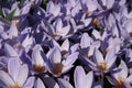 Crocus speciosus.Saffron. Floral violet background. Royalty Free Stock Photo