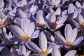 Crocus speciosus.Saffron. Floral violet background. Royalty Free Stock Photo