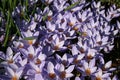 Crocus speciosus.Saffron. Floral violet background.