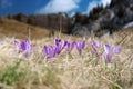 Crocus at spring