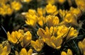 Yellow crocus in full flower in spring Royalty Free Stock Photo