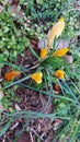 Crocus is a spring bloom. Yellow flowers. Inflorescences and buds.