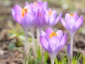 Crocus spring blooming violet flowers on Alpine meadow