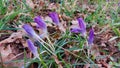 Crocus is a spring blossom. Garden decoration. Inflorescences and buds.