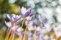 Crocus spring blue purple flower on the field bottom view