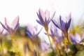 Crocus - spring blue purple flower on the field