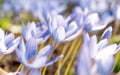 Crocus - spring blue purple flower on the field Royalty Free Stock Photo