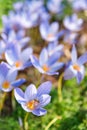 Crocus - spring blue purple flower on the field Royalty Free Stock Photo