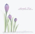 Crocus spring floral background