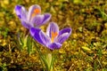 Crocus, spring flower Royalty Free Stock Photo