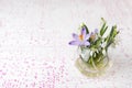 Crocus Spring Flowers Background Royalty Free Stock Photo