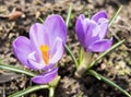 Crocus spring flowers. Royalty Free Stock Photo