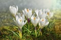 Crocus spring flowers. Booming garden. White and violet blossom meadow Royalty Free Stock Photo