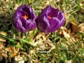 Crocus. Spring flowers