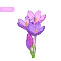 Crocus spring flowers inflorescence isolated