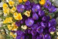 Crocus - spring flowers Royalty Free Stock Photo