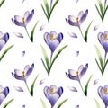 Crocus spring flowers seamless pattern on light violet background. Saffron flower. Royalty Free Stock Photo