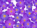 Crocus spring flowers seamless pattern vector card or banner background Royalty Free Stock Photo