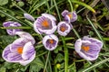 Crocus Saffron Spring Flowers Royalty Free Stock Photo