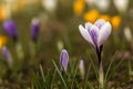 Crocus spring flowers Royalty Free Stock Photo