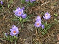 Crocus in spring Royalty Free Stock Photo