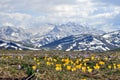 Crocus spring and Shar mountain photography, Kosovo