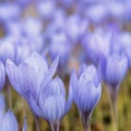 Crocus spring violet flower on the field