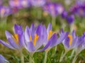 Lilac Crocus at the Springtime