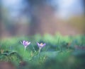 Crocus Springtime Safran spice. Vibrant spring crocusses