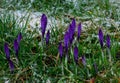 crocus in storm snow violet purle white green cold closed bunch grass frozen drops water rainy winter