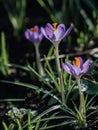 Spring, Purple Crocus in the sun